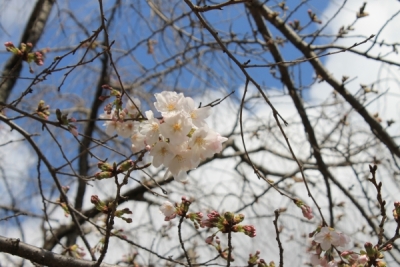 桜